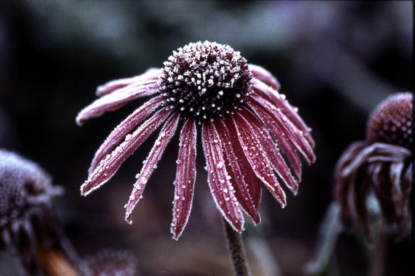 Ute Wilder - Early Morning Frost