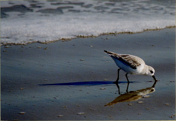 Diane Sullivan - Reflection