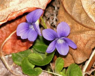 Louise Chernenkoff - Sweet Violets