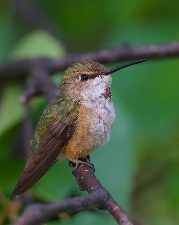 A humming bird drying it's feathers