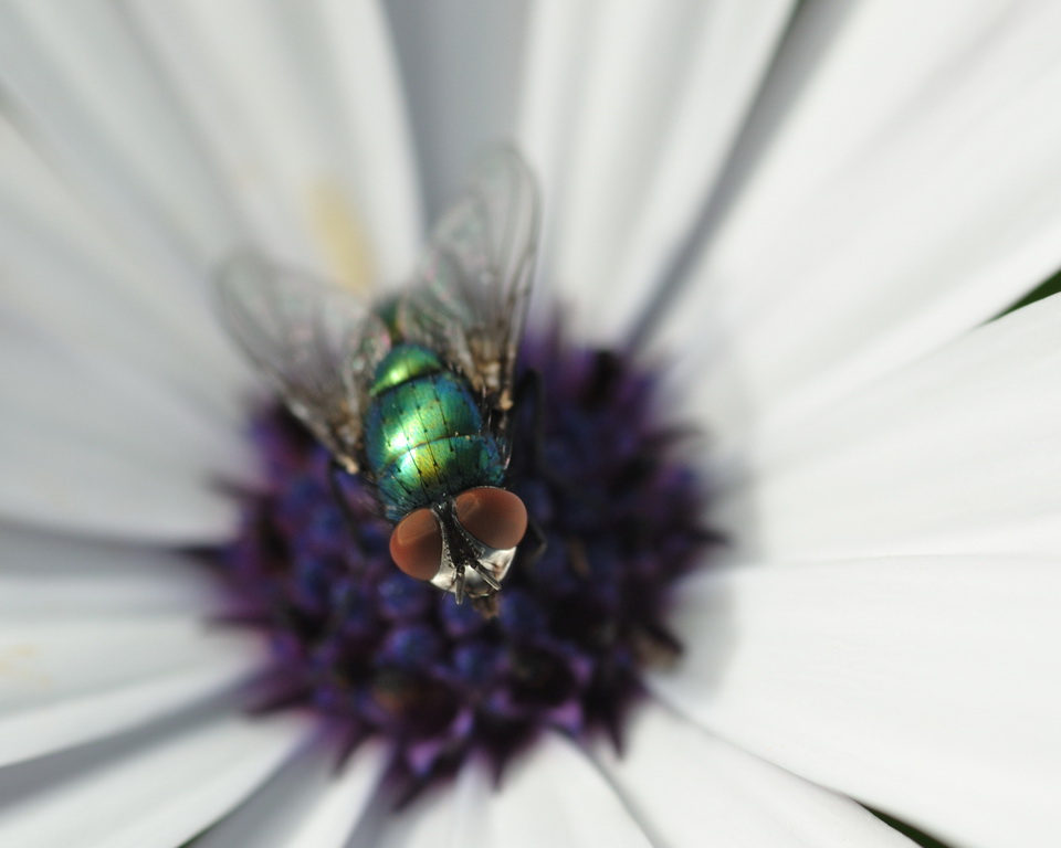 A close up image of a fly with prominent eyes