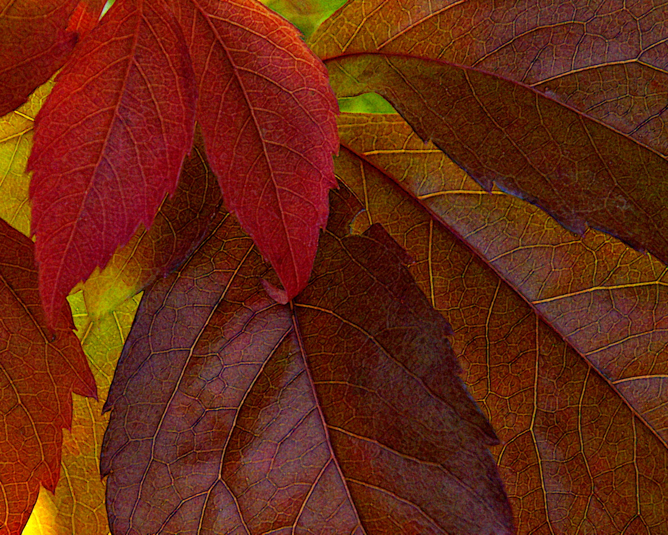 A picture of leaves in fall colours