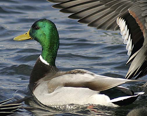 Wayne Carlton - Lagoon Mallard