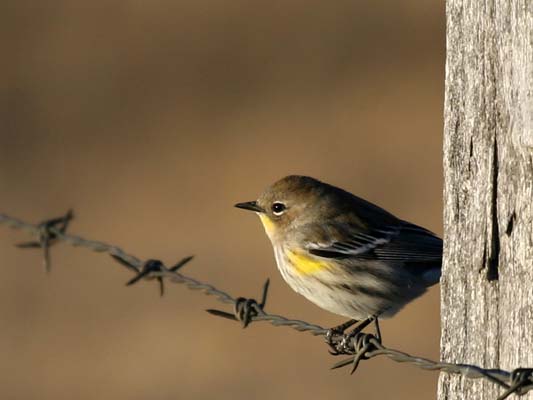 Mike Kohut - Bird on a Wire