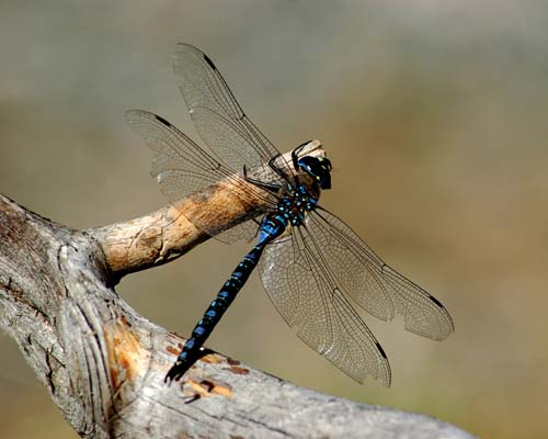 Ute Wilder - Dragonfly