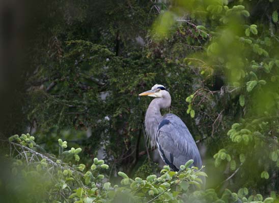 Wayne Carlton - Heron