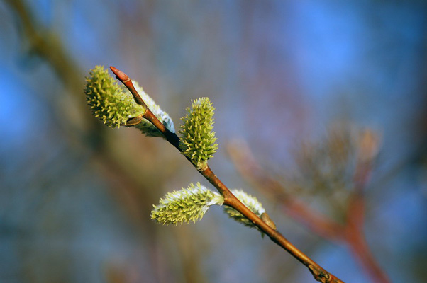 Photo of the Month - April 2006